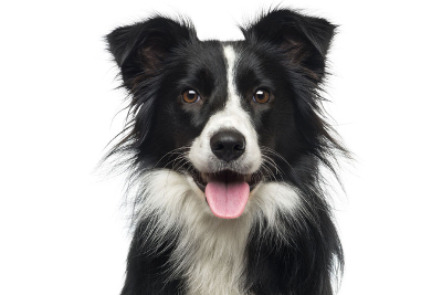 Border Collie dog with tongue out.